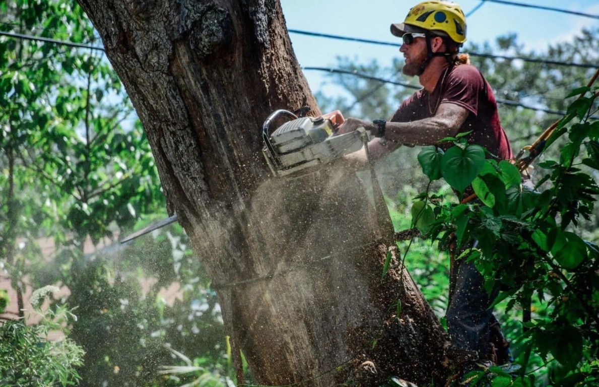 Professional arborist performing tree removal in Portsmouth, VA