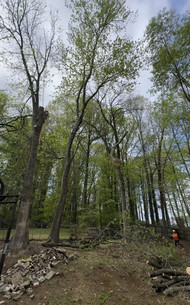 Tree Risk Assessment - Portsmouth Tree Services Professional arborist assessing tree health and safety in Portsmouth yard