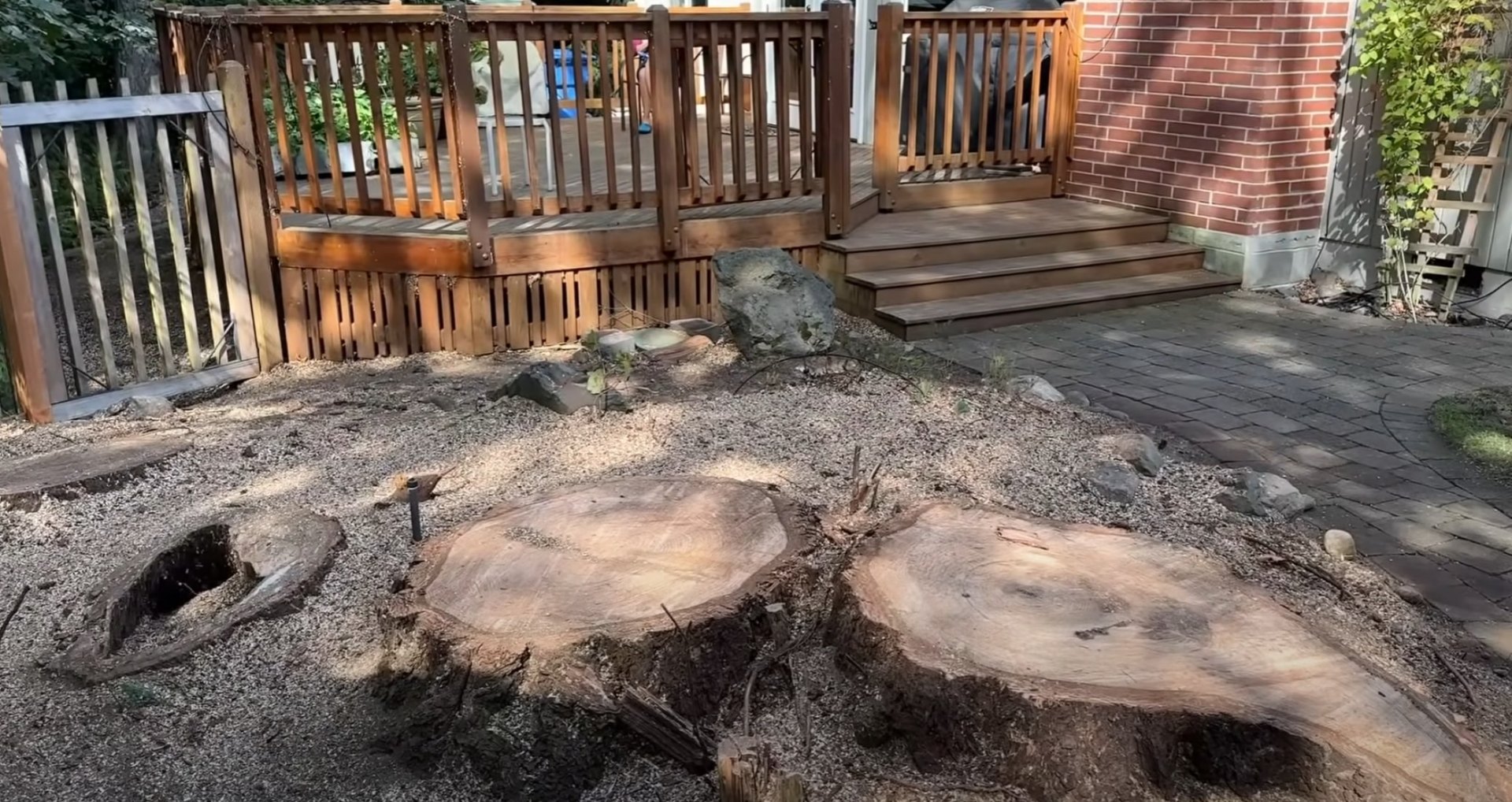 Large tree stumps after removal requiring grinding services