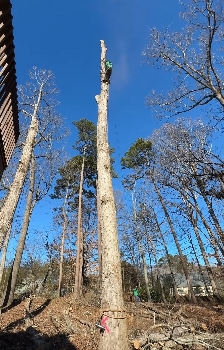 Safe Professional Tree Removal - Portsmouth Tree Services Professional arborist safely removing large tree with proper equipment and techniques