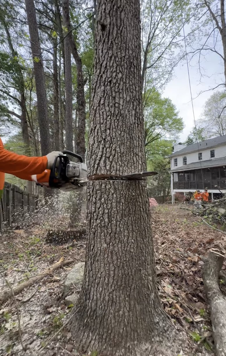 Arborist consulting and tree assessment services