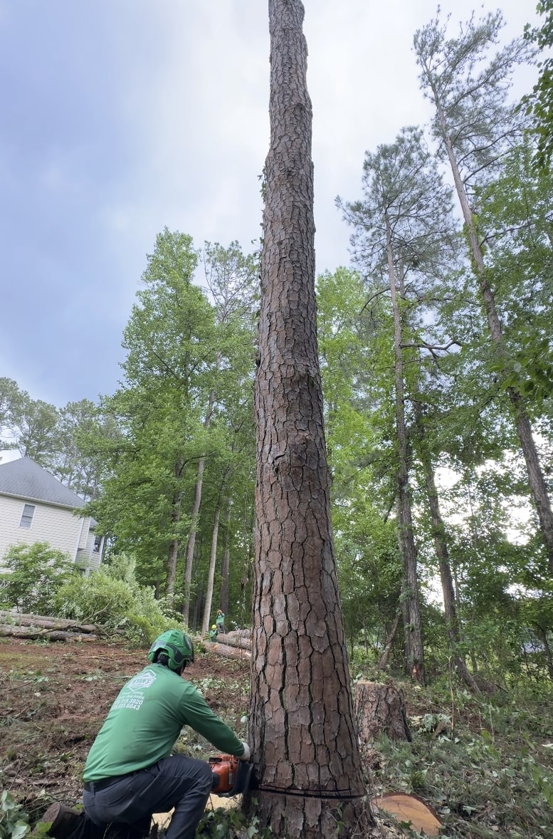 Expert Tree Removal Services - Portsmouth Tree Services Professional arborist cutting large tree with chainsaw in residential area