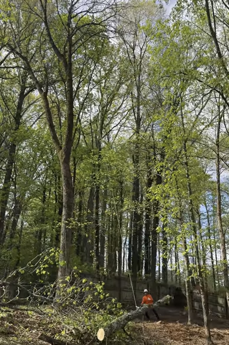 Professional Tree Pruning Services - Portsmouth Tree Services Tree care professional performing precise pruning in Portsmouth forest