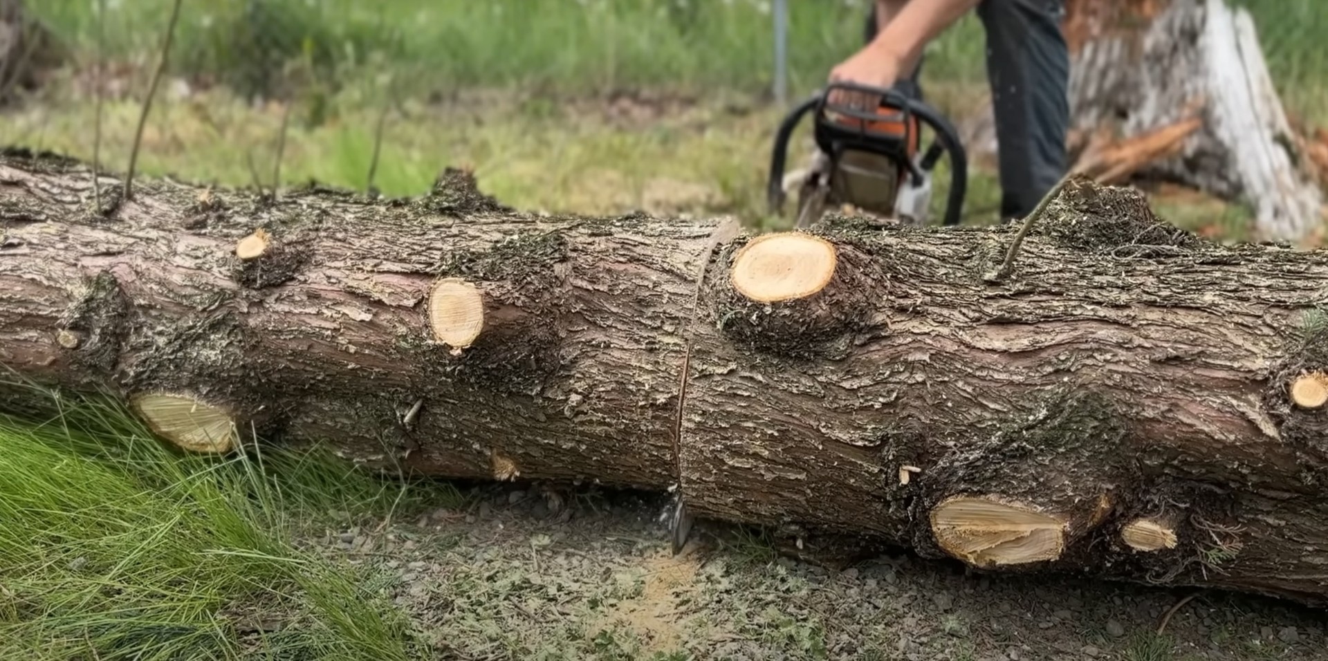 Professional Tree Cutting Services - Portsmouth Tree Services Fresh cut tree logs showing professional tree removal work in Portsmouth